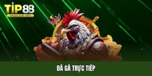 Đá gà trực tiếp