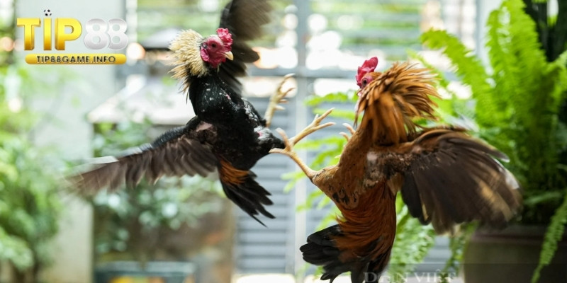 Luật chơi để thắng nhanh