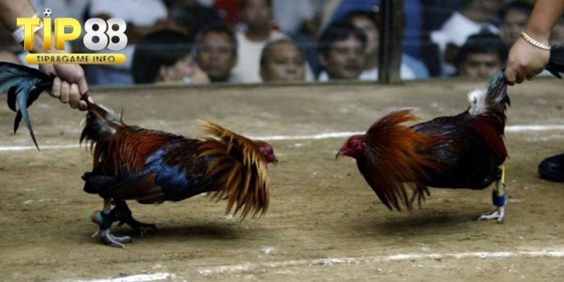 Sơ lược về đá gà đòn